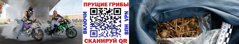 где можно купить   Еманжелинск  Галлюциногенные грибы мицелий 